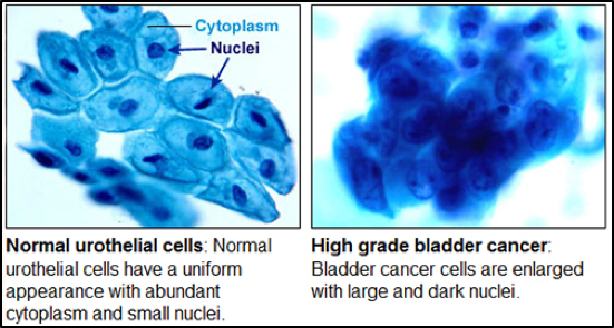 John Hopkins University Pathology